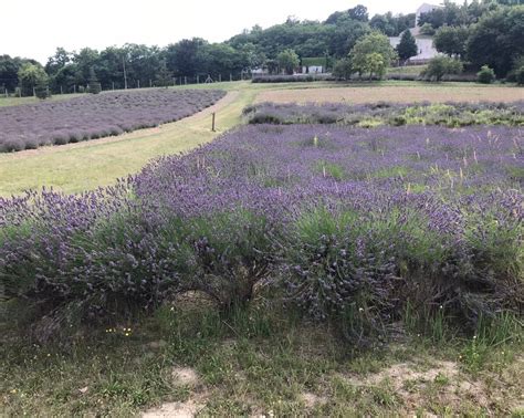 PANNONHALMA ARBORETUM NATURE RESERVE - All You Need to Know BEFORE You ...