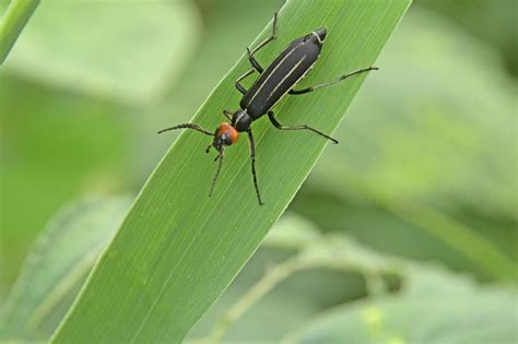 夏季最常见10种毒虫，懂了这些你就不怕被蜇伤了！