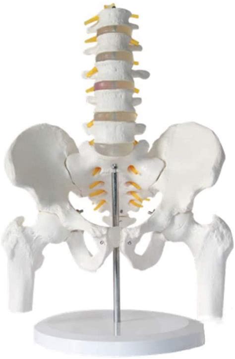 Buy 5-Section Human Lumbar Spine with Pelvic Leg Model Removable for ...