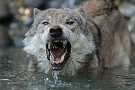 Image result for Angry Wolves