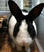 Image result for Rabbits Abandoned