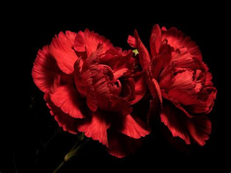 Photo Two Red Flowers Carnations Closeup Black background 4000x3000