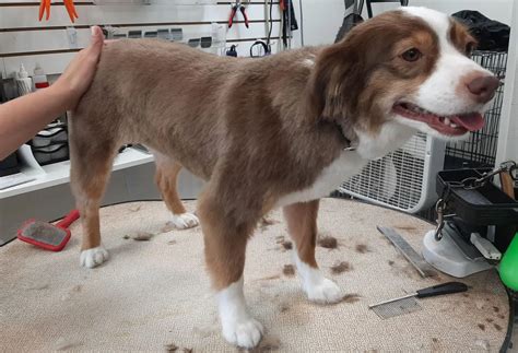 Professional Dog Groomer in Union, MO | Doggie Styles