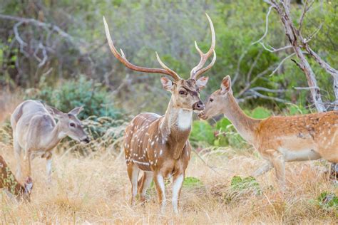 Axis Deer - Texas Ranch Journal