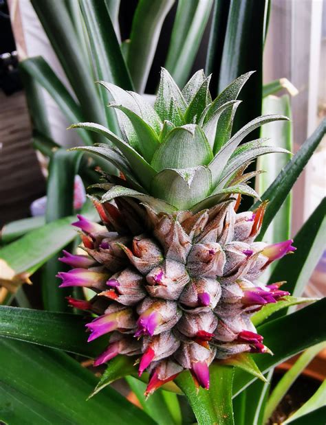 Pineapple Growing Time at Mildred Rohe blog