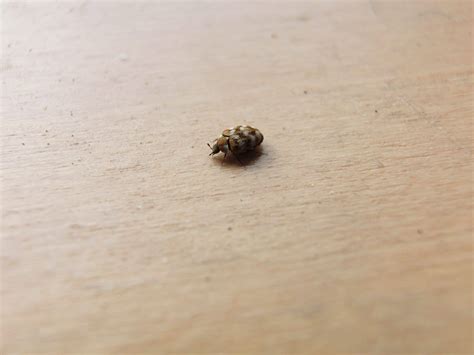 The best insecticides for carpet beetles and how to use them - Home Lift Up