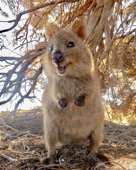 Suzana Paravac on Instagram: "We all need more Quokkas in our life and in our Instagram feed ...