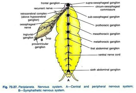 Give an account of the nervous system in cockroach. - Brainly.in