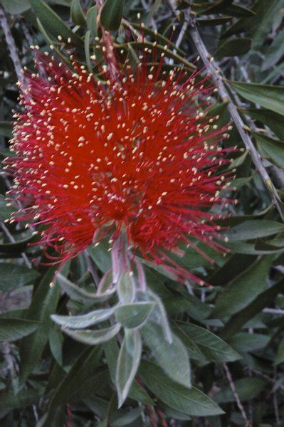 Joy of vegetal Nature in answer to the new Light : flower