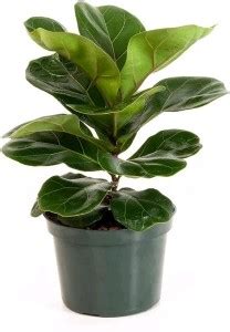 Linaa Fiddle Leaf Fig Plant Price in India - Buy Linaa Fiddle Leaf Fig ...