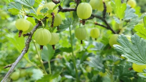 Green gooseberries growing in garden, natural berries detail, close up ...