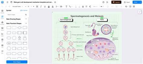 Processo della spermatogenesi: come si forma lo sperma, fasi principali ...
