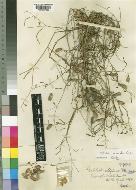 Crotalaria incompta N.E.Br. | Plants of the World Online | Kew Science