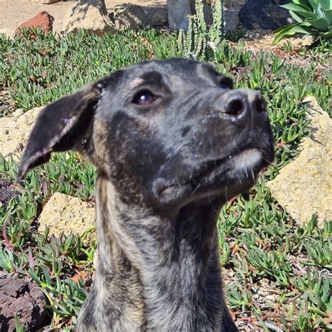 Orion » Kanarenhunde e.V.