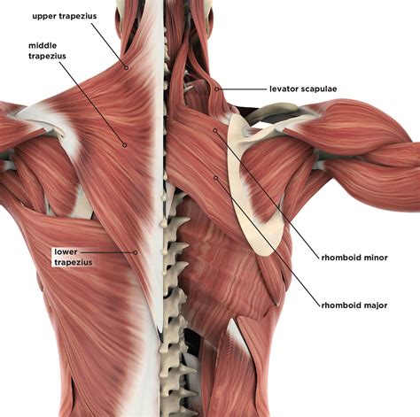 What Are Shoulder Muscles Used For at Ashley Smalley blog