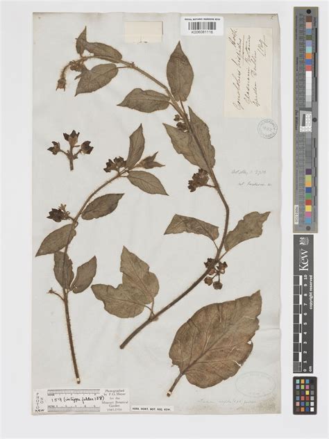 Cristobalia hispida (Hook. & Arn.) H.A.Keller & Liede | Plants of the ...