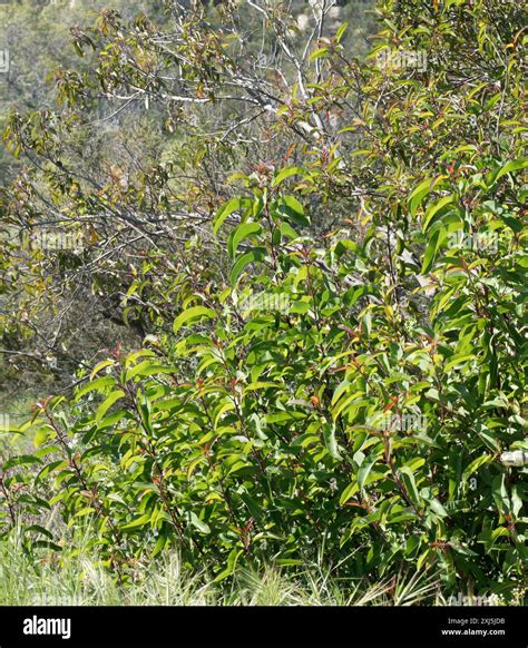 laurel sumac (Malosma laurina) Plantae Stock Photo - Alamy