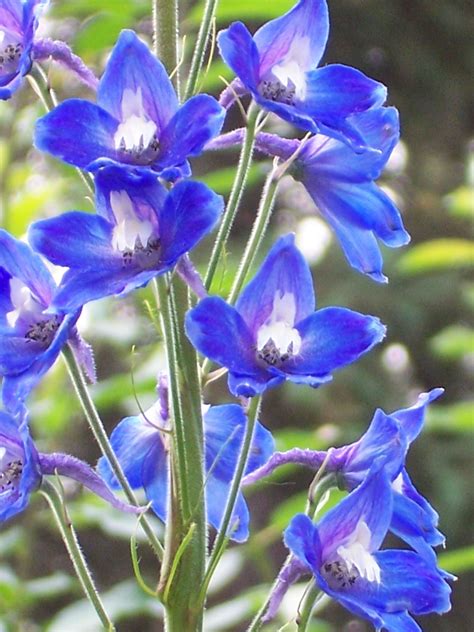 Blue delphinium | Blue delphinium, Larkspur flower, Delphinium