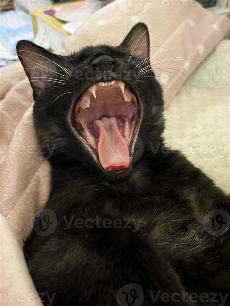 Yawning Black Cat
