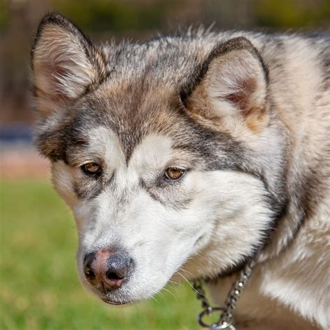 Can A Alaskan Malamute Live In Warm Weather