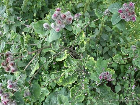 Bildergebnis für klette heilpflanze
