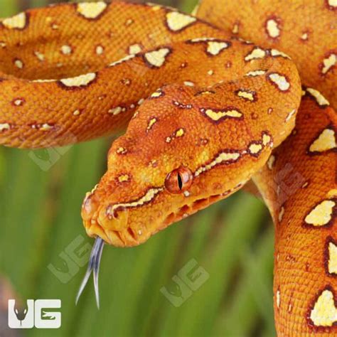 Image result for Biak Green Tree Python