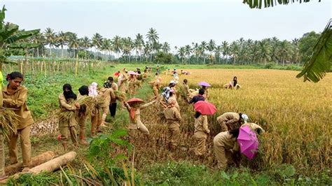 Rice Work Experience 2014 Admission | College of Agriculture, Vellayani
