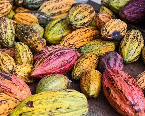The Best Milk Chocolate In The World (7 Top Tastes)