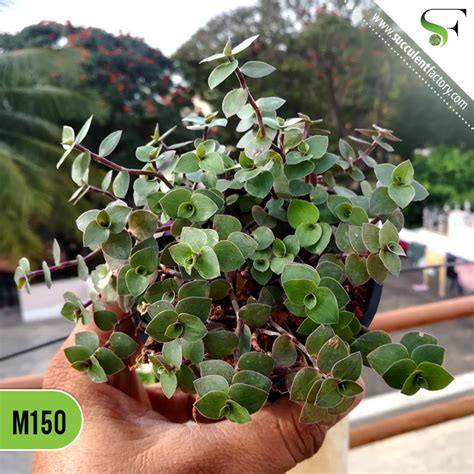 Callisia Repens (Turtle Vine) – Succulent Factory India