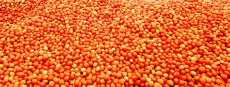 Horticultural Division | ICAR