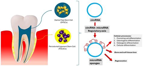 Stem Cells: Present Understanding and Prospects for Regenerative Dentistry