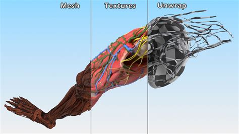 Young Man Anatomy Right Leg 3D Model $139 - .3ds .blend .c4d .fbx .max .ma .lxo .obj - Free3D