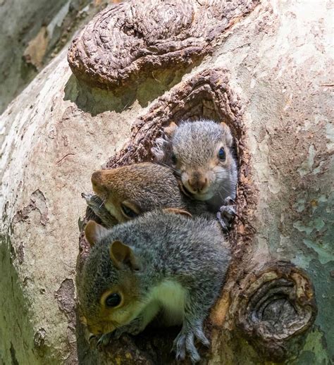 Male vs. Female Squirrel: 6 Key Differences - A-Z Animals