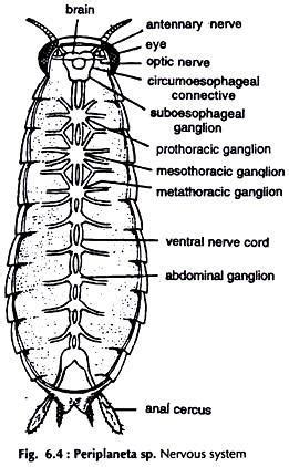 Describe the nervous system of Periplaneta and draw a labelled diagram ...