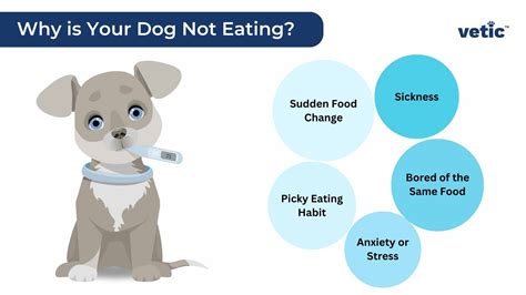 What Causes A Dog To Lose Appetite