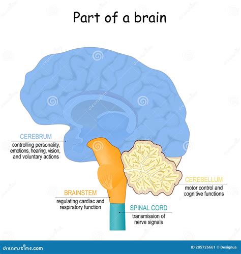 Brain Function Diagram 的图像结果