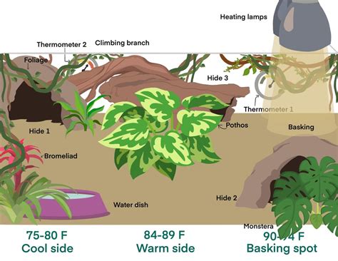 Image result for Ball Python Set Up