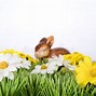 Image result for Bunny in Field of Flowers