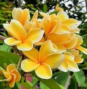 AP GARDEN Golden Champa, Live Plant, Swarna Champa, Michelia Hirwa ...