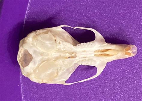 Mouse Teeth Skull
