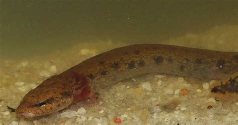 Neuse River Waterdog (Necturus lewisi) | U.S. Fish & Wildlife Service