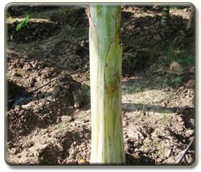 Banana Expert System