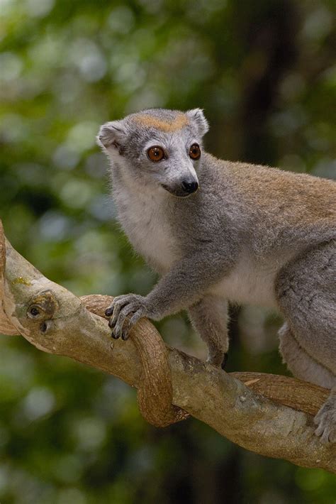 Types Of Lemurs