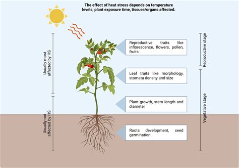 Surviving The Heat: How Plants Cope With High Temperature