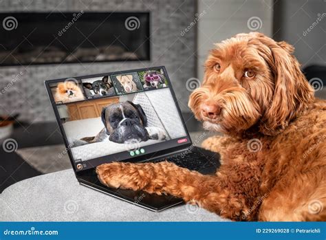 Dog Talking To Dog Friends in Video Conference. Stock Photo - Image of ...