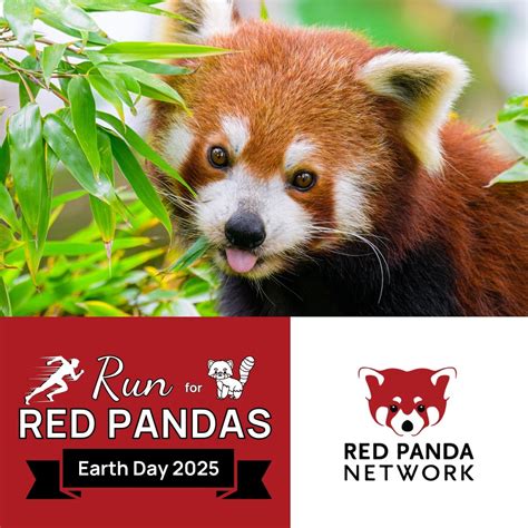 You Have the Power to Protect Red Pandas on Earth Day