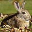 Image result for Cottontail Bunnies