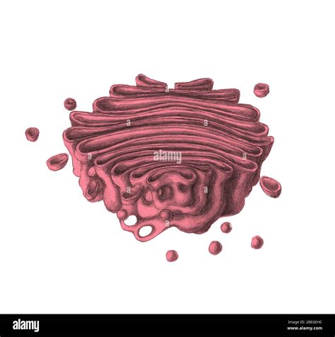 Golgi apparatus hi-res stock photography and images - Alamy