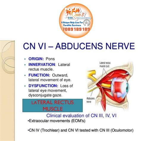 Abducens Cranial Nerve Cn Vi High-Quality | www.yakimankagbu.ru