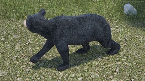 Young Black Bear in Walking 3D | 3D Molier International